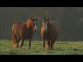 Wild horses