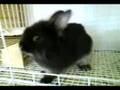 Kirby the Lion Head Bunny