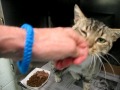 Jerry: green-eyed, brown tabby and white, totally loving and sweet -- needs home!
