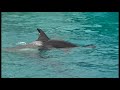 shamu attacks and kills pelican during show