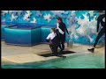 shamu attacks and kills pelican during show