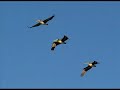Birds of Estero Beach Mexico Birds of Estero Beach Mexico