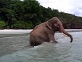 local ganesh bathing on havelock #7 - andaman islands - ganesh bath