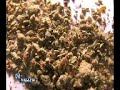bleivergiftungen durch gestrecktes marihuana  k1 magazin 