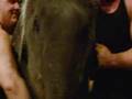 Elephants! 