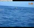 Orcas en Veracuz