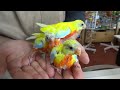 20130712 えとぴりか キキョウインコ イエロー・レッドベリード レッドベリー