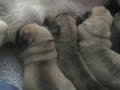 GOLDLEAF MASTIFF - Emma & Hoss Puppies 6/1/07