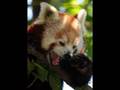 red panda aka fire fox