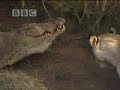 Young Lionesses vs Adult Male Crocodile Young Lionesses vs Adult Male Crocodile