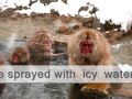 It's not really about the monkeys - or is it?