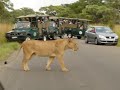 Mating Lions in Kruger national park