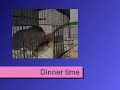 Guinea Pigs Going To Bed!