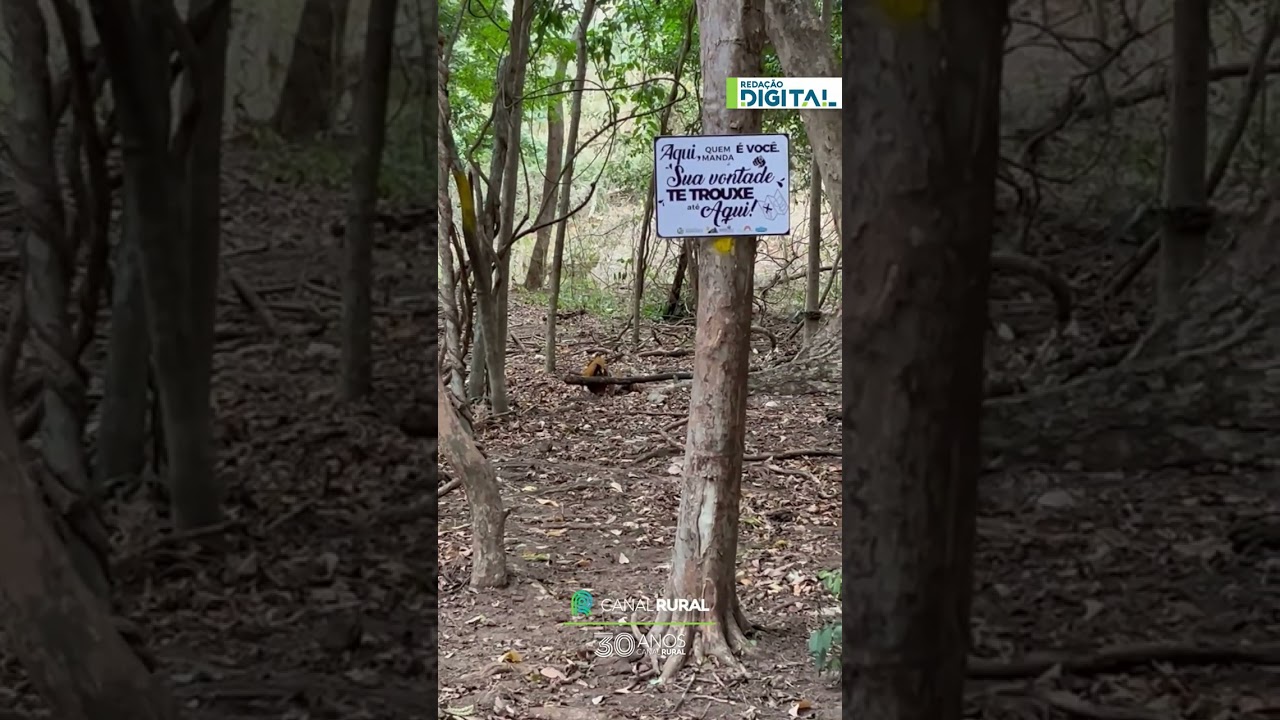 Trilha em MG vira encontro tenso com duas onças