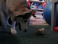 siberian-husky.html