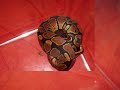 My new Boa constrictor and my new Ballpthon My new Boa constrictor and my new Ballpthon