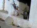 videos de Cementerio en Yangas 02