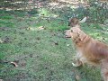 Chewie and Zoey