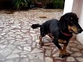 Dash Hound Chewing Sandals