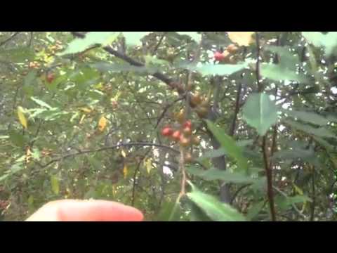 how to control autumn olive