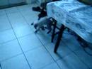 cats just wanna have fun cats just wanna have fun