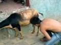 videos de EL chupa cabra