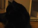 Little kitty can\
