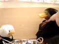 Harry Potter and Potions Class.wmv