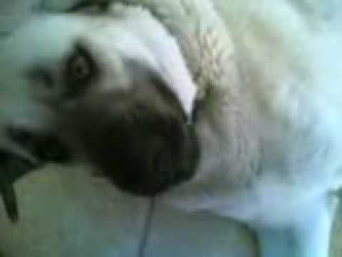 pitbull,kangal,kurt