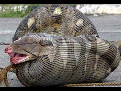 YouTube reptile video
