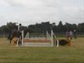 Newt showjumping