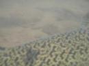 Under water chinook salmon - Close up footage