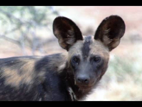 wild dog