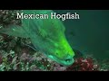 Cocos Island Sealife Part 2