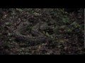 Born Survivor 3 - How to Kill a Snake