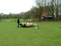 Jaydee schapendrijven Jaydee schapendrijven