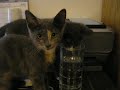 Kittens scared of water glass Kittens scared of water glass