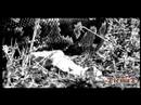 boa constrictor guarda gacela en estomago  instinto asesino 