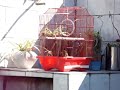 mira el pajarito