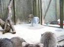 raccoon - too funny