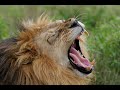 lion vs tigre