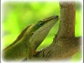 Anoles in My Garden