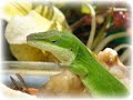 Anoles in My Garden