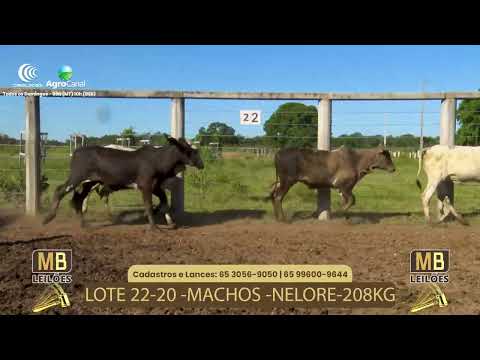 524� LEIL�O VIRTUAL MB LEIL�ES