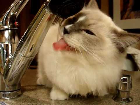 Ragdoll Cat Drinking Water From the Faucet - ラグドール - Floppycats