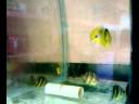 Butterfly fishes
