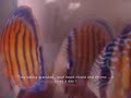 Stock Wild Discus 2008 Stock Wild Discus 2008