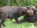 LABRADOR RETRIEVER - PARTE 3 LABRADOR RETRIEVER - PARTE 3