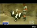 Video de pelícano atacando a reportero en Australia