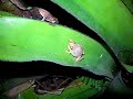 Coqui Manele-Gratis.net